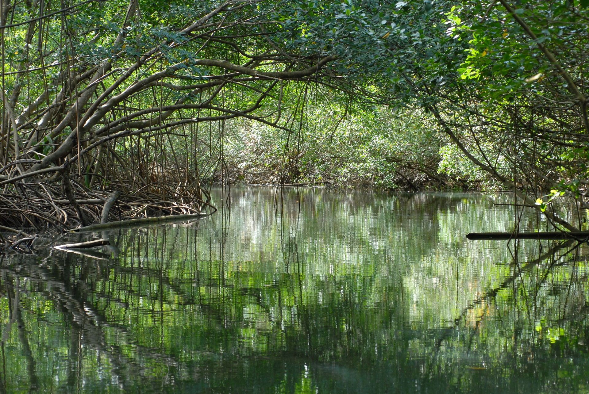 La mangrove de Grand Cul de Sac Marin, a voir !